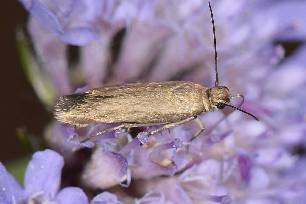 Scythris sp.